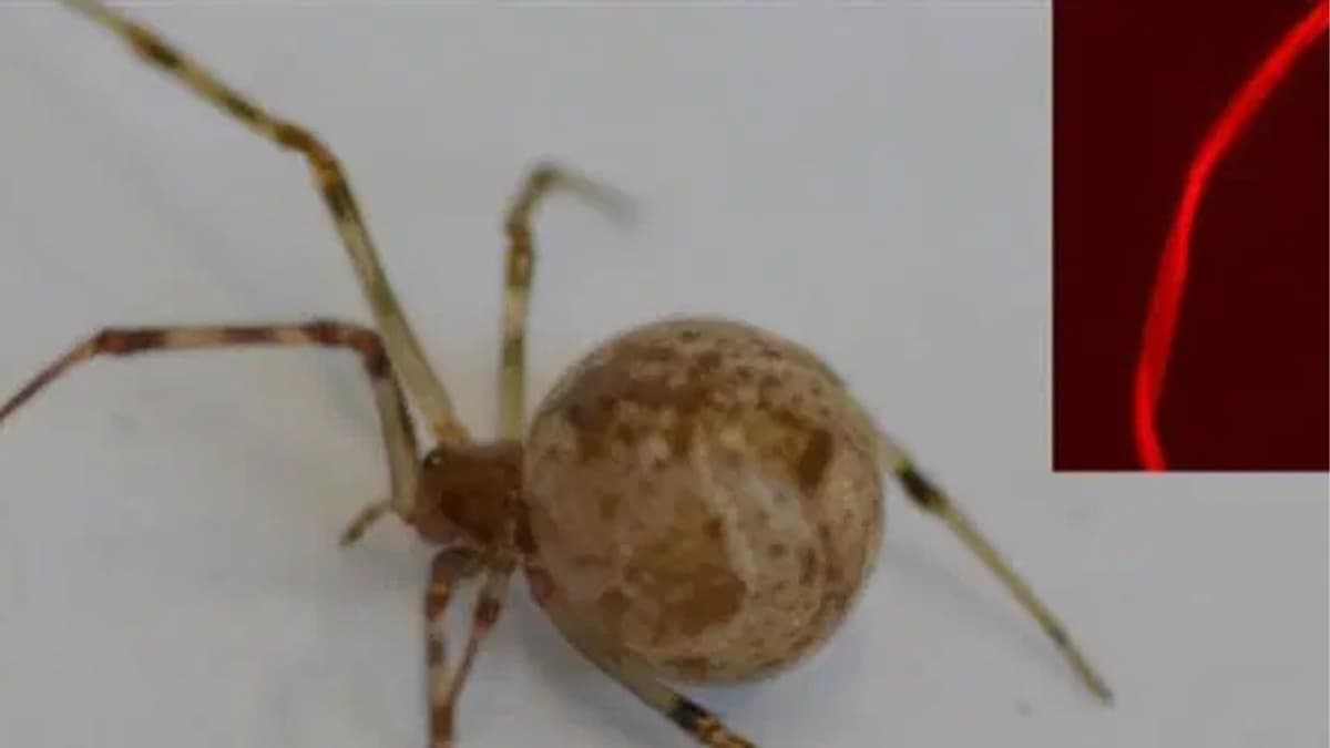 CRISPR-Ubah Sutra Laba-Laba Jadi Merah Fluoresen Pertama di Dunia