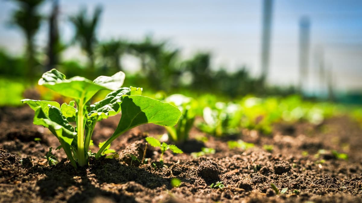 Penemuan Bayam Liar Asia Tengah Selamatkan Produksi Bayam dari Penyakit Mematikan