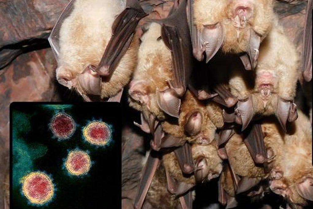 Asal Usul Virus Corona Terungkap dari Kelelawar di Laos dan China