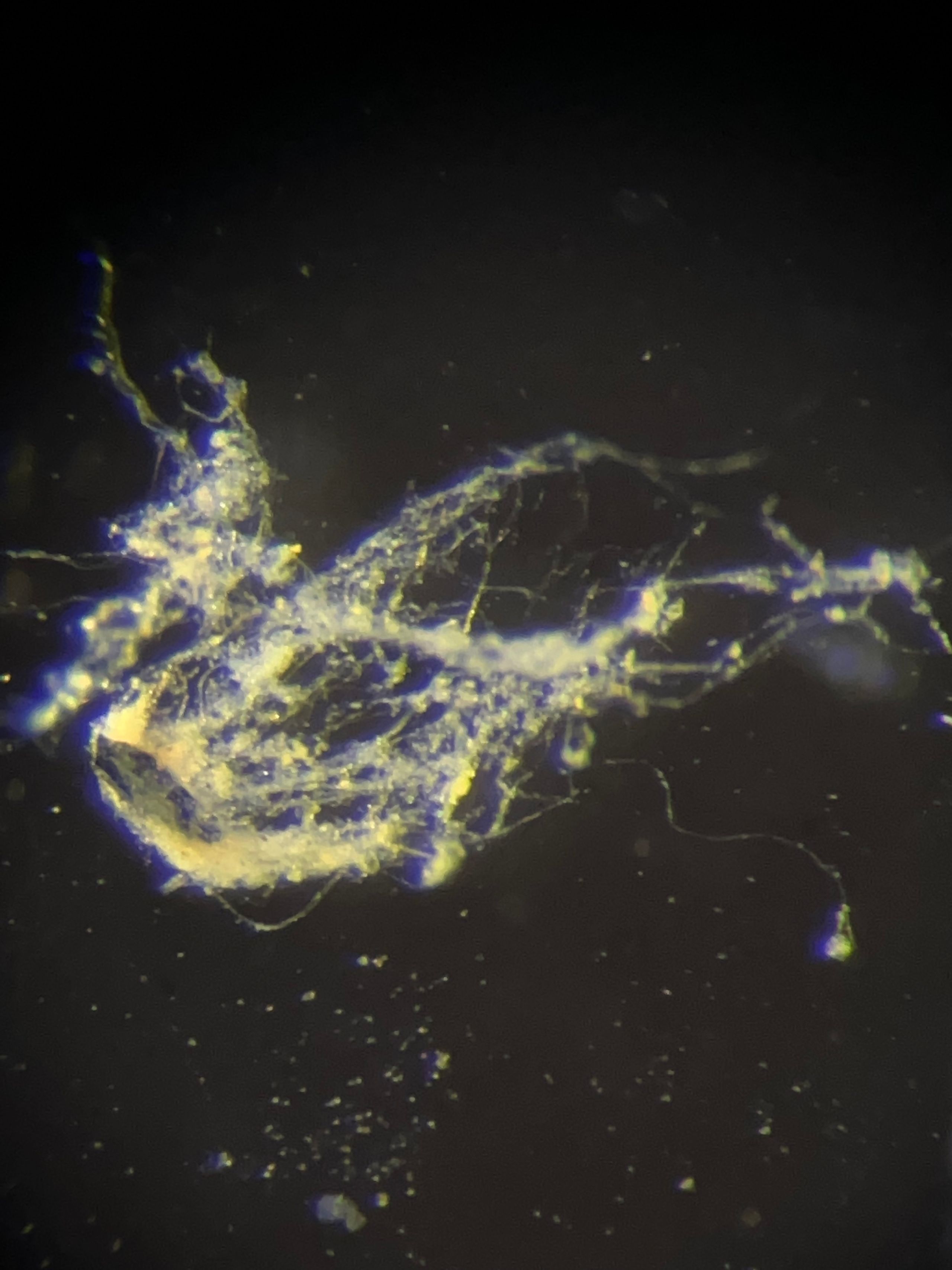 Spesies Bakteri Kabel Baru dengan Konduktivitas Listrik Tinggi dan Adaptasi Unik