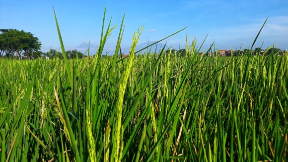 Tanaman Padi Bisa Turun Wariskan Ketahanan Dingin Tanpa Ubah DNA