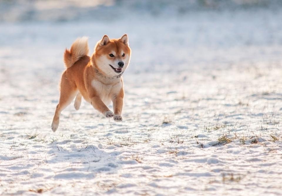 Shiba Inu Turun 84%, Apakah Saatnya Beli Token Meme Ini?