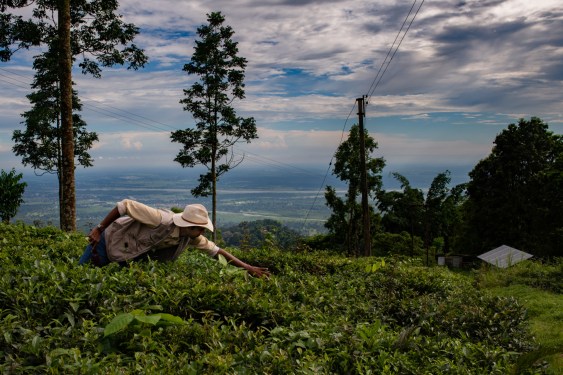 Dari Kebun Teh Bangkrut ke Startup Iklim, Alt Carbon Angkat Peran Penghilangan Karbon