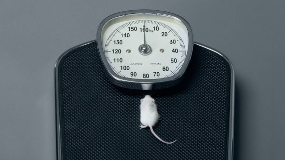 Peran Penting Asam Amino Sistein dalam Penurunan Berat Badan Cepat pada Tikus