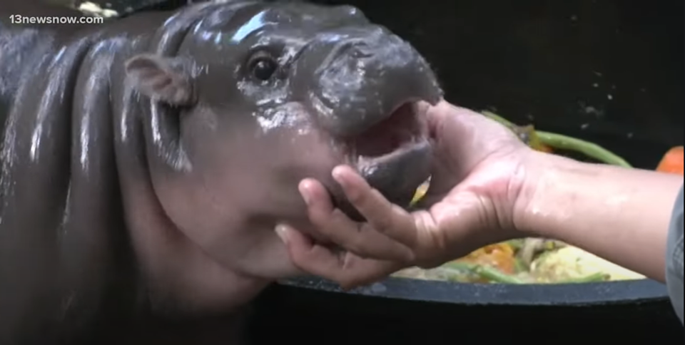 Robinhood Tambah Dua Meme Coin Solana, Pasar Kripto AS Makin Ramai