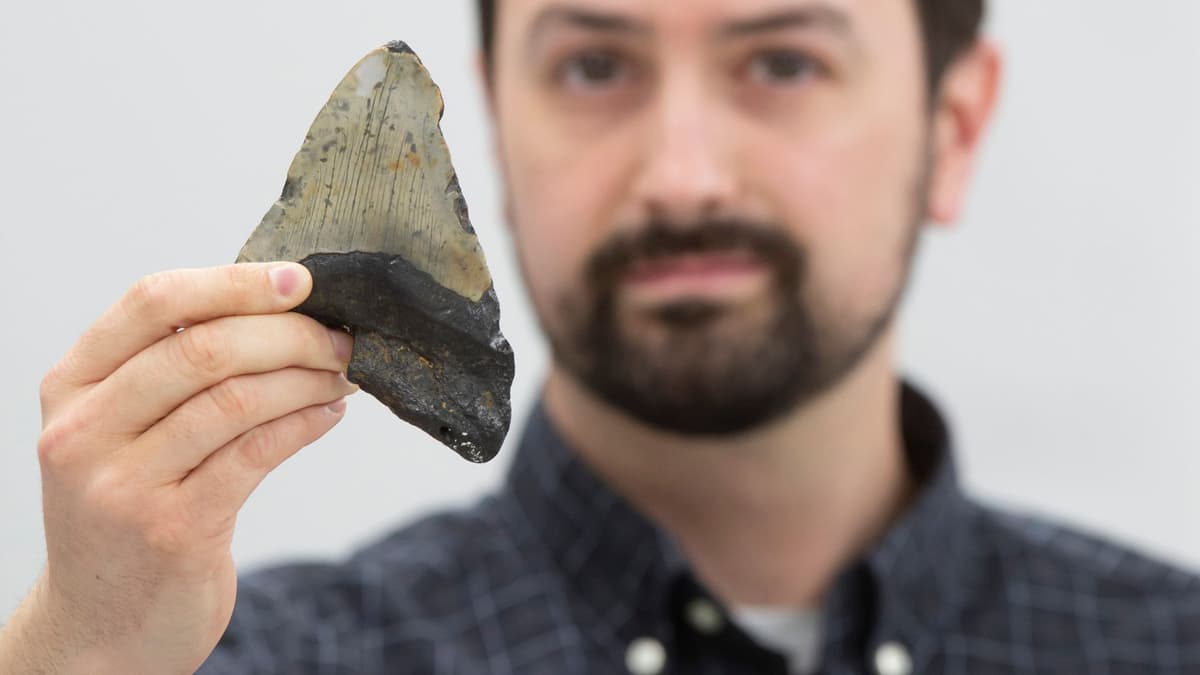 Megalodon: Predator Laut Raksasa yang Lebih Fleksibel dari yang Diperkirakan