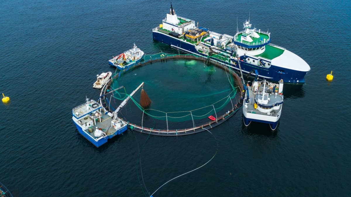 China Luncurkan Kapal Budidaya Salmon Pertama untuk Kurangi Impor