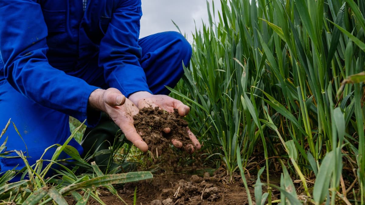 Mikroplastik Terbukti Masuk Rantai Makanan Lewat Serangga Darat