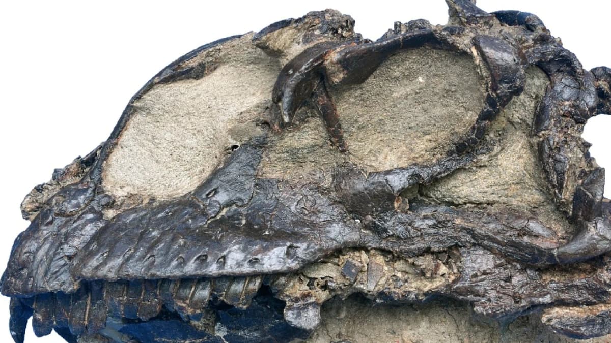 Dinosaurus Jinchuanloong niedu Ungkap Evolusi Awal Sauropoda di Cina