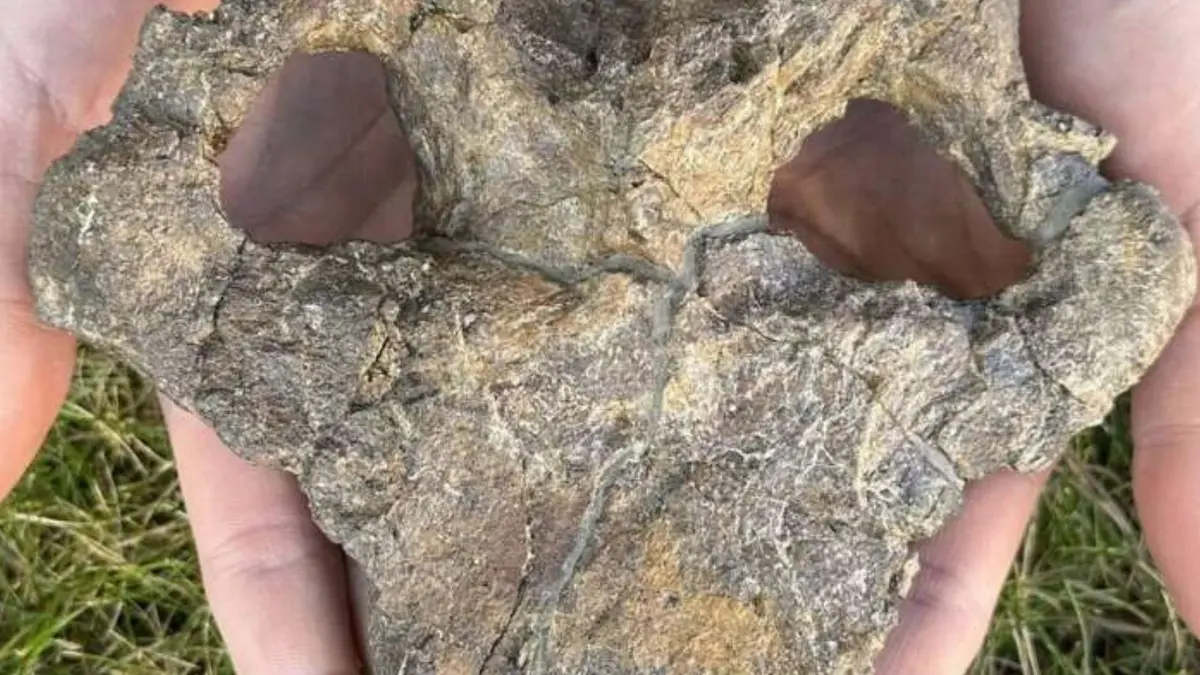 Penemuan Fosil Tengkorak Stegosaurus Komplit Ungkap Evolusi Baru