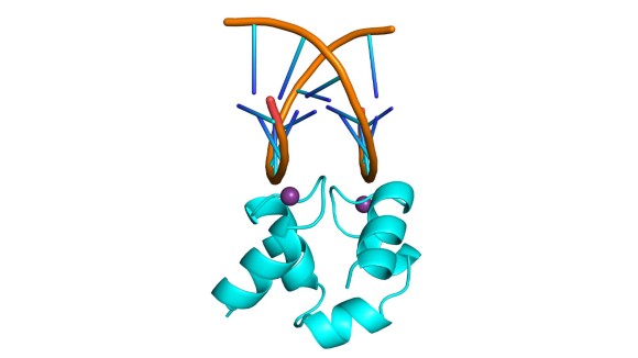 Protein Purba Ambidextrous Bisa Ikat DNA dan Cerminnya, Bukti Evolusi Awal