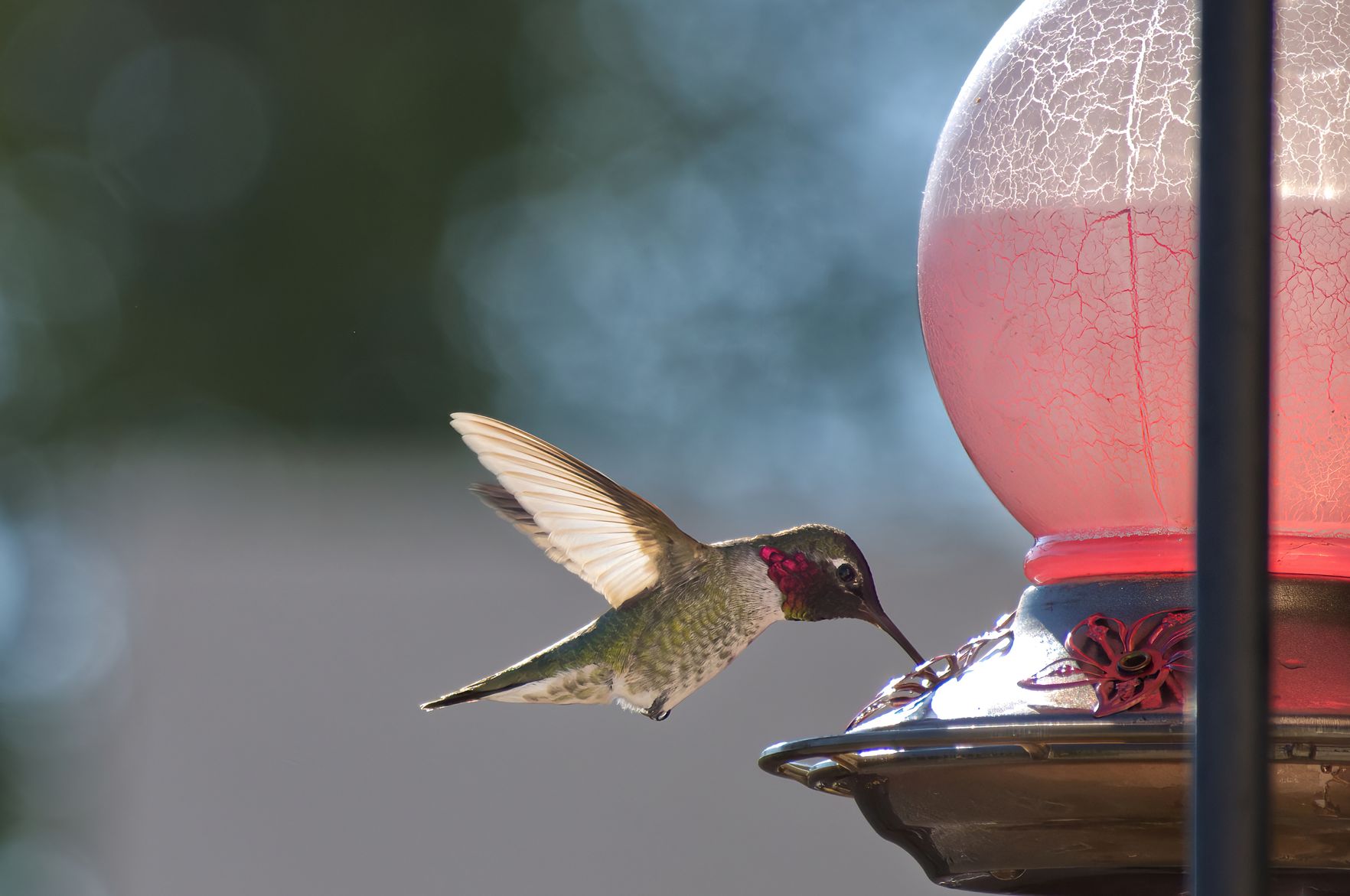 Perubahan Cepat Paruh Anna’s Hummingbird di Kota Karena Tempat Makan Buatan