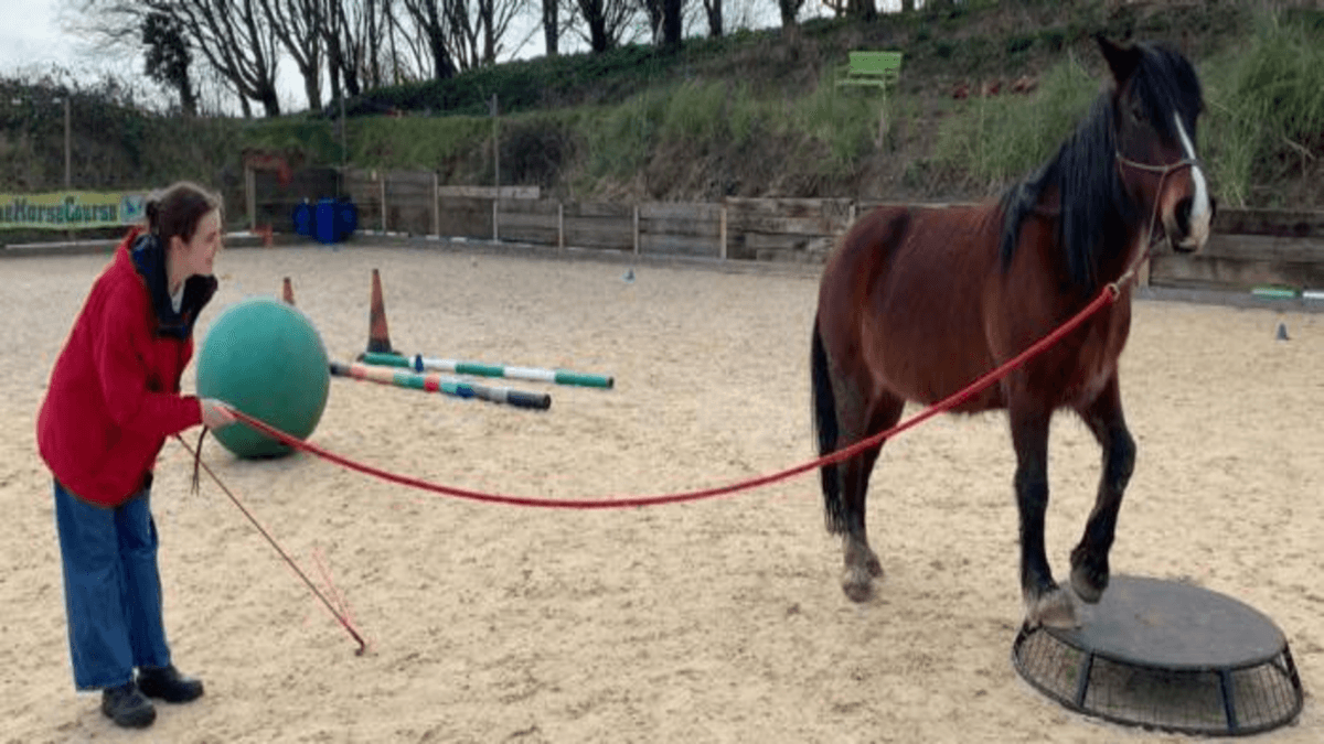 Robot Sosial Baru Meniru Kuda Terapi untuk Bantu Atur Emosi Lebih Baik