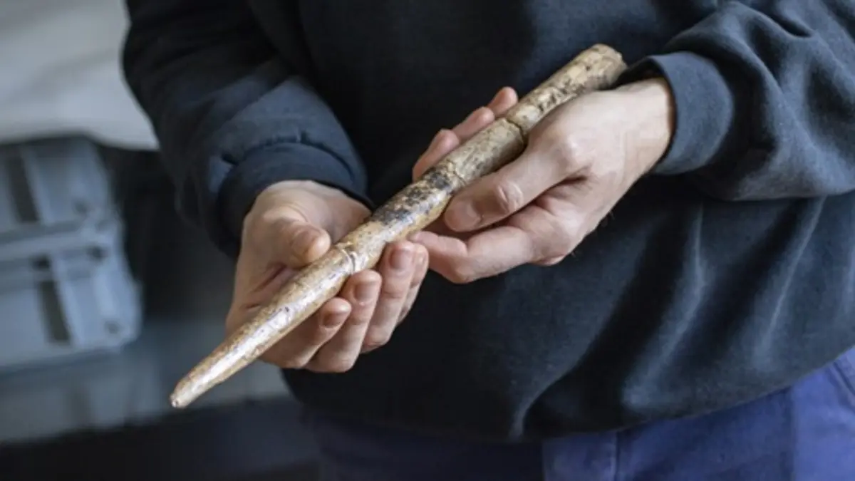 Manusia Purba Gunakan Tulang Paus untuk Alat Berburu Sejak 20 Ribu Tahun Lalu