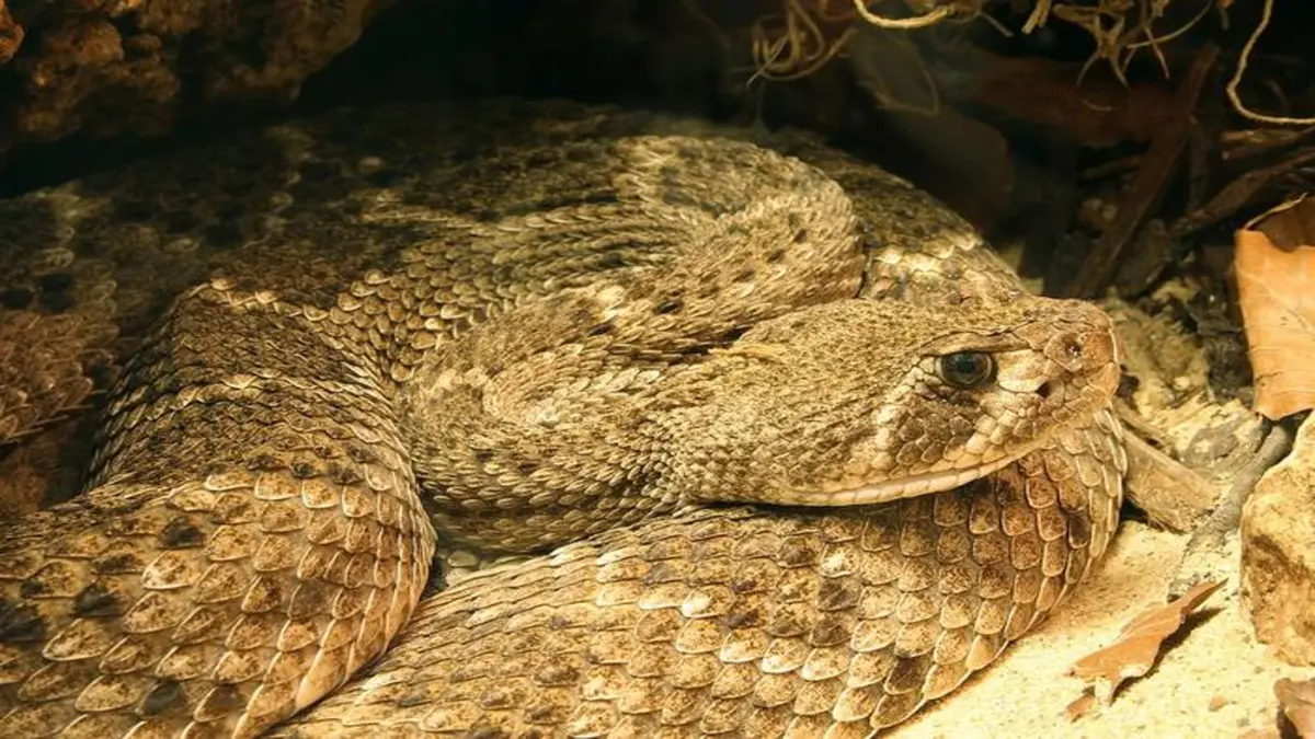 Tes Cepat dan Murah Deteksi Racun Ular Western Diamondback dengan Gula Sintetis