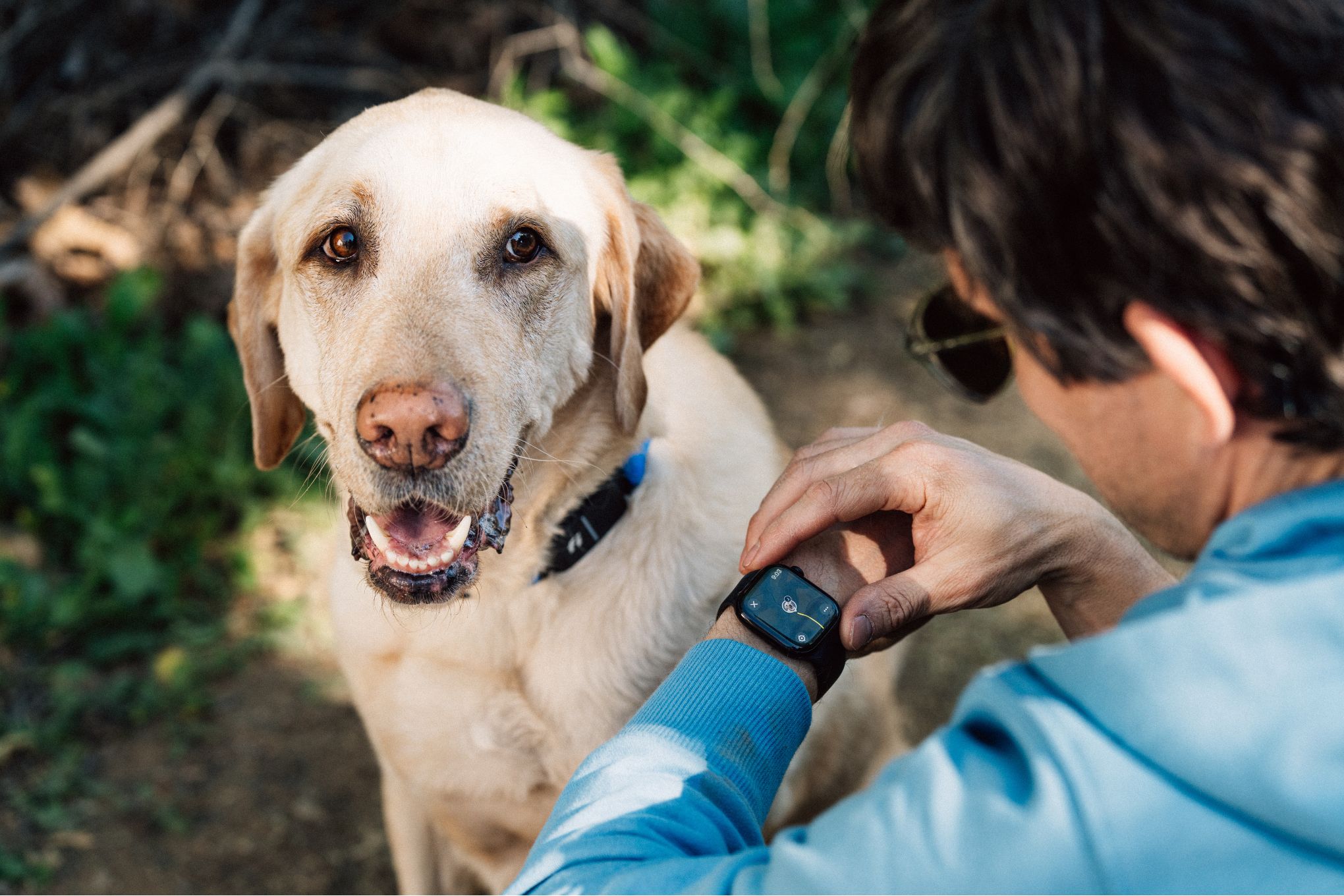 Fi Luncurkan Collar AI Canggih dengan Fitur Monitoring Anjing Melalui Apple Watch