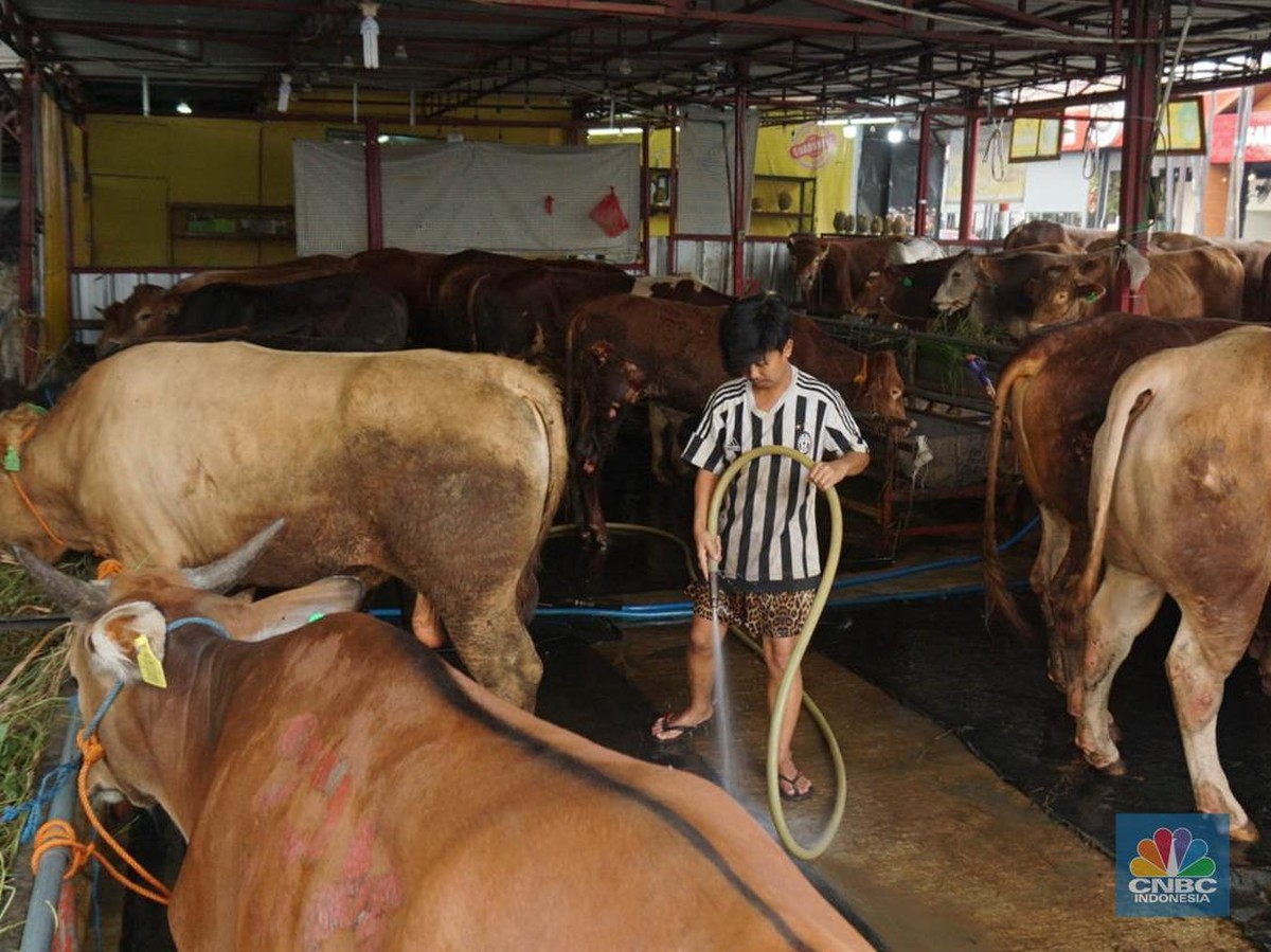 Mudahnya Berkurban Online di Shopee dan Tokopedia Saat Idul Adha 2025