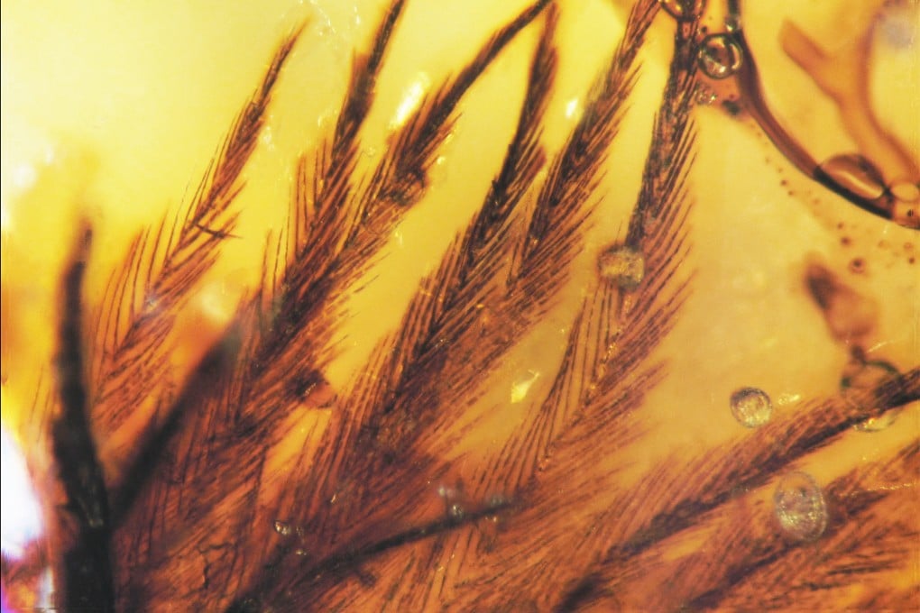 Penemuan Bulu Dalam Amber Ungkap Evolusi Penerbangan Burung Purba