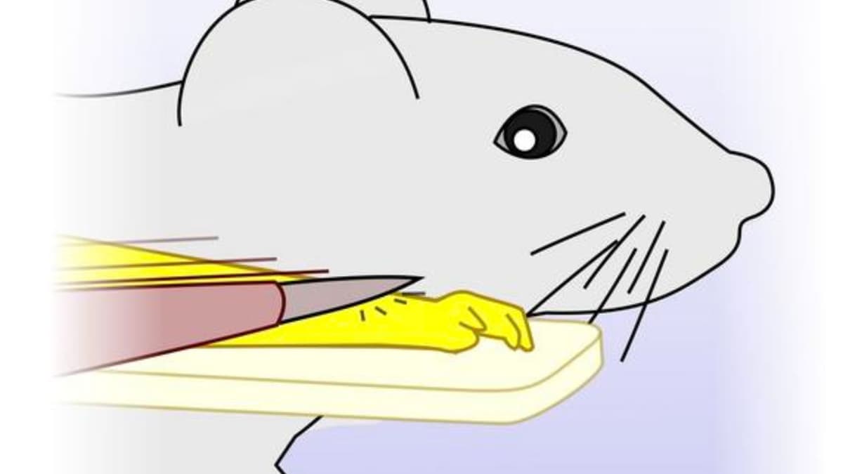 Penemuan Ilusi Tangan Karet pada Tikus Membuka Wawasan Baru Mengenai Rasa Tubuh