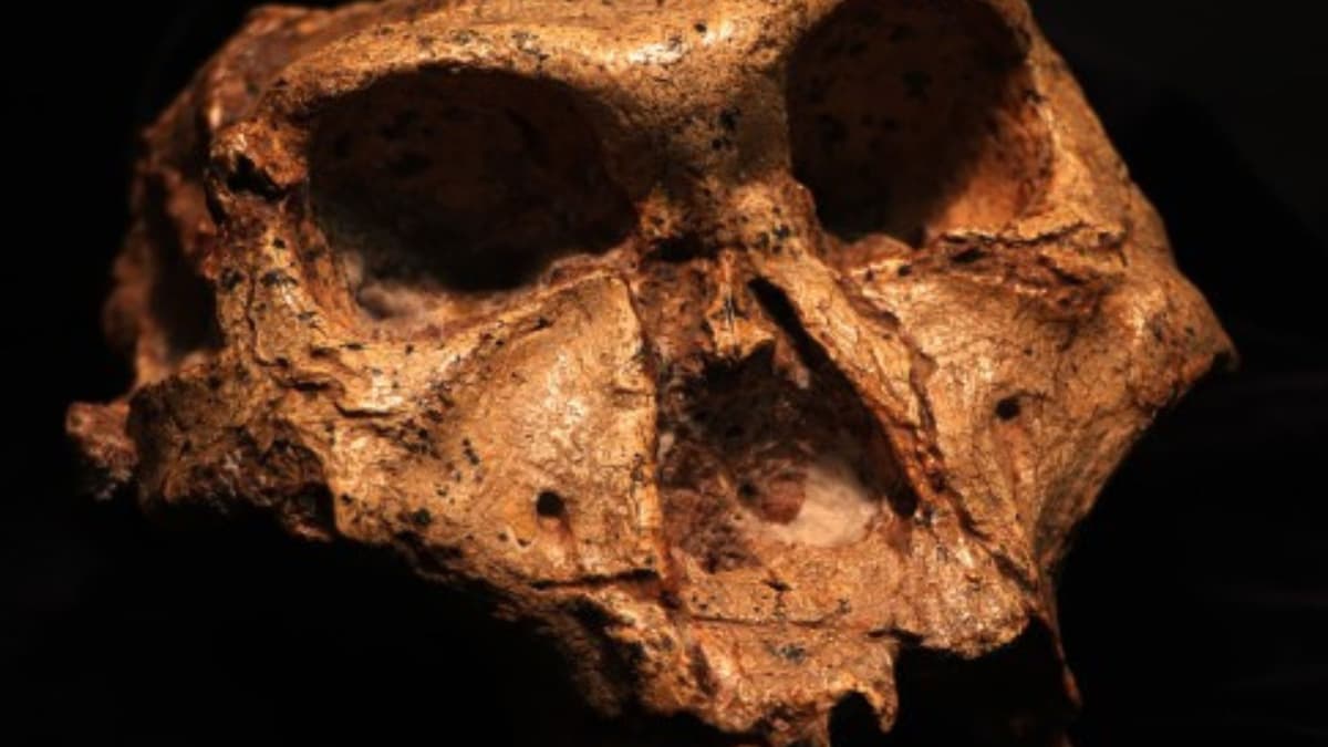 Penentuan Jenis Kelamin Manusia Purba Dua Juta Tahun dari Protein Gigi