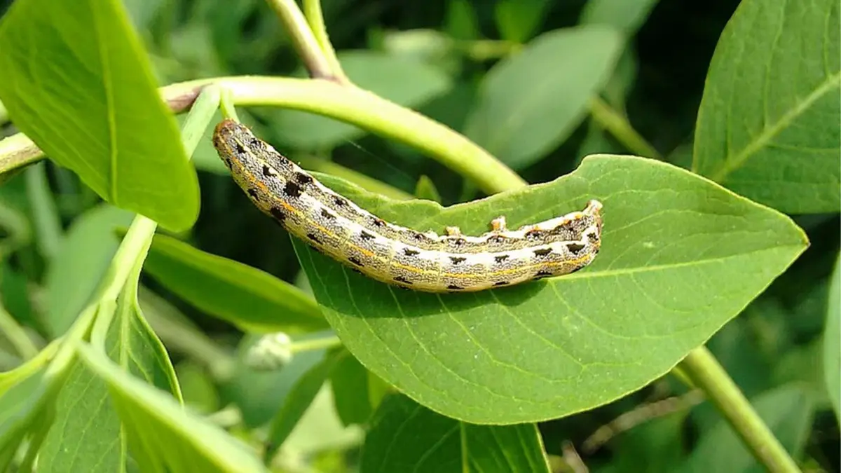 Menggunakan Ulat sebagai Reaktor Hidup untuk Membuat Molekul Nanokarbon