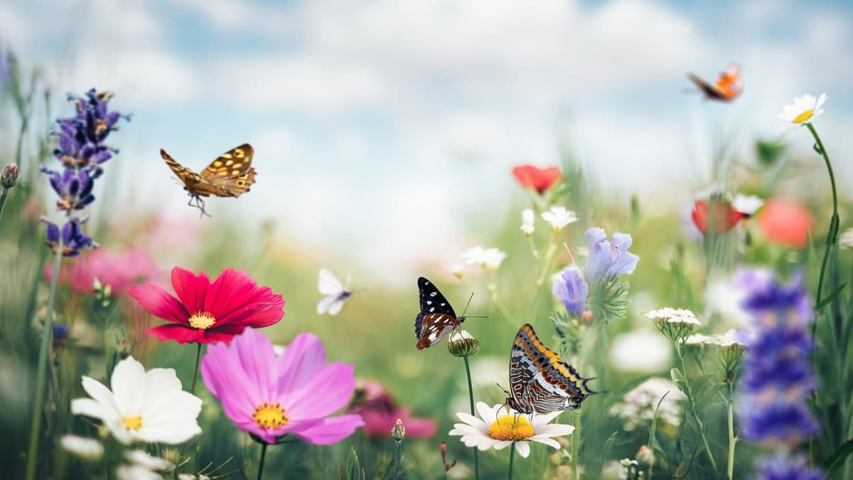 Penemuan Fosil Kotoran 236 Juta Tahun Ungkap Kupu-Kupu Tertua Dunia