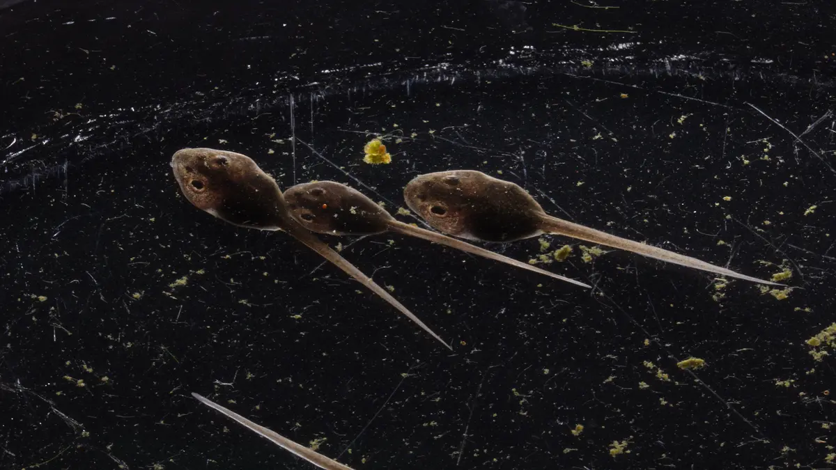 Implan Bioelektronik Lunak Pantau Perkembangan Otak Embrio Kodok