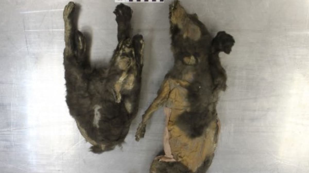 Misteri Anak Serigala Berusia 14.000 Tahun Terungkap di Siberia Utara