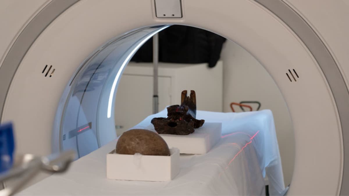 Penemuan Rahasia Purba Lewat CT Scan Telur Dinosaurus dan Tengkorak Berang-berang