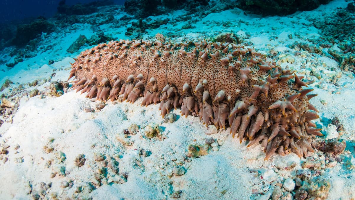 Senandung Teripang: Obat Kanker dari Laut yang Menghambat Enzim Bahaya