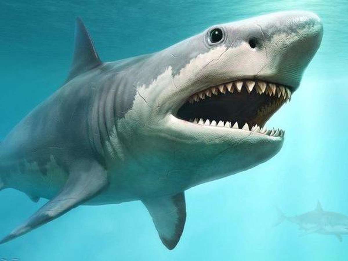 Mengapa Ikan Hiu Punya Lubang Hidung Meski Tak Bernapas Pakai Paru-Paru?