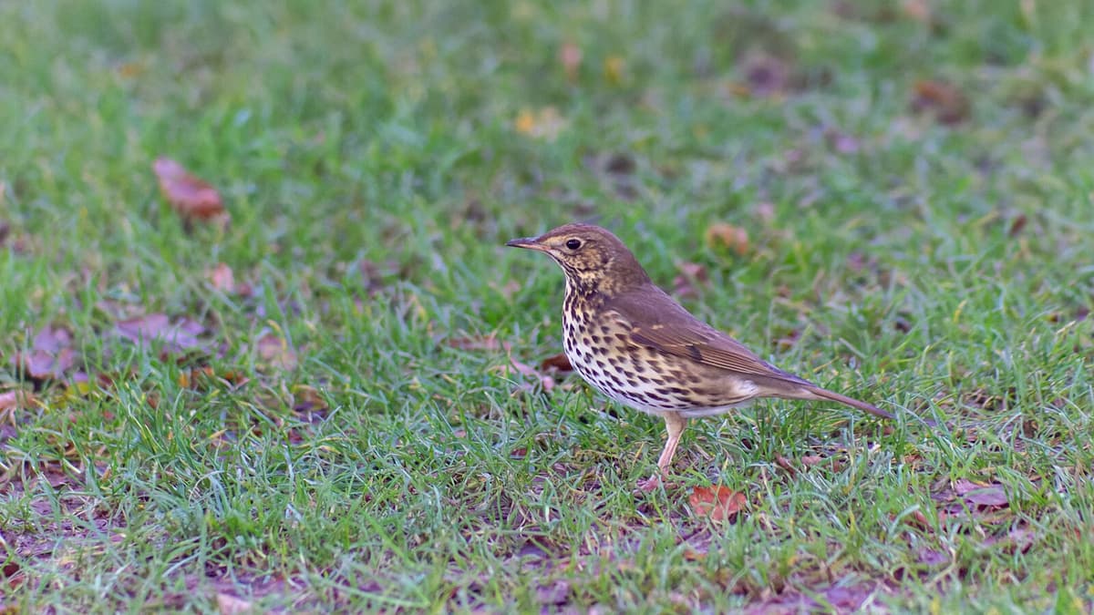 Penemuan Unik: Burung Penyanyi Jadi Santapan Masyarakat Umum Romawi