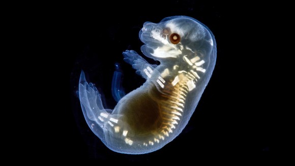 Cara Baru Menanam Sel Manusia Dalam Organ Tikus dengan Injeksi Cerdas