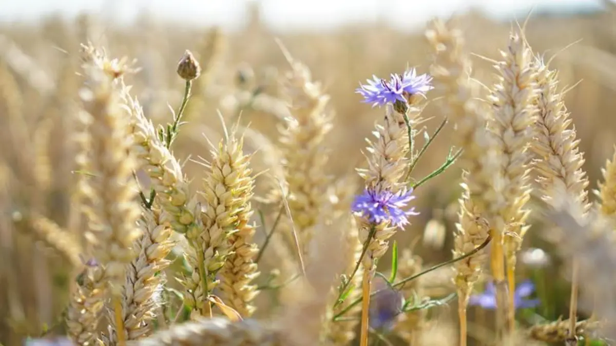 Limbah Pertanian Jadi Solusi Ramah Lingkungan untuk Tekstil Masa Depan