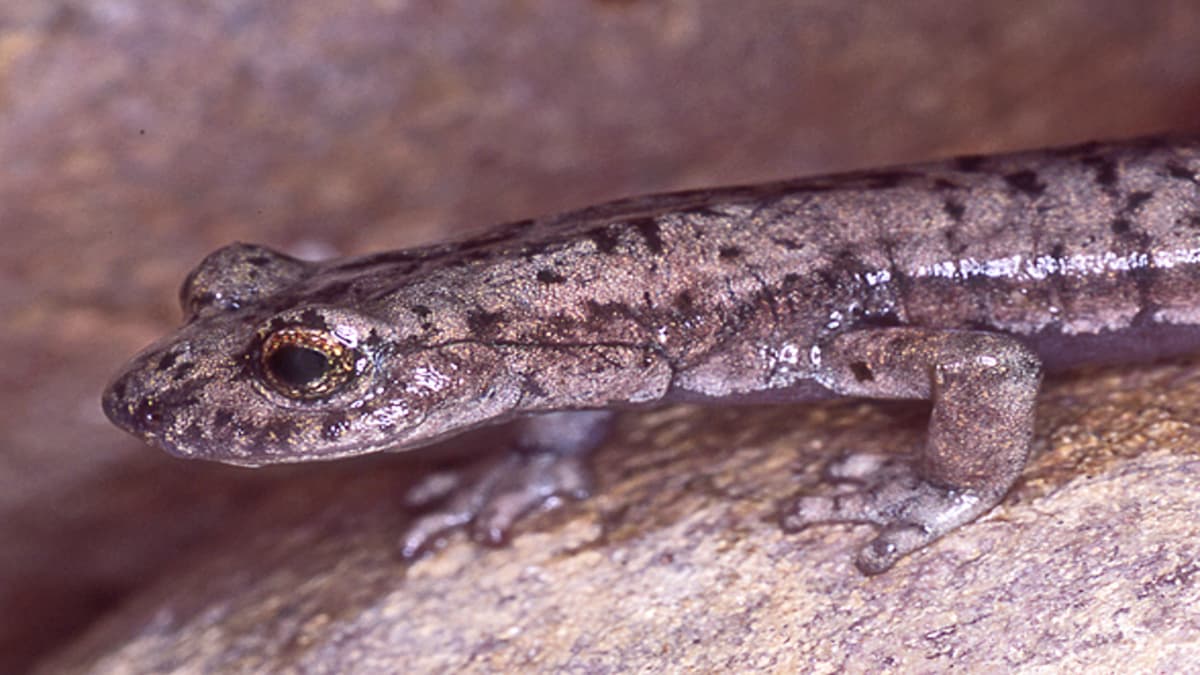 Penemuan Salamander Raksasa Punah Ungkap Evolusi Salamander Tennessee