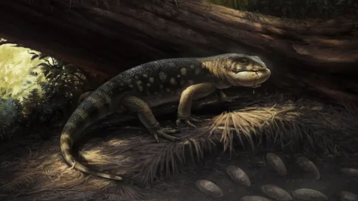 Penemuan Bolg Amondol: Kadal Berlapis Pelindung yang Hidup Bersama Dinosaurus Raksasa