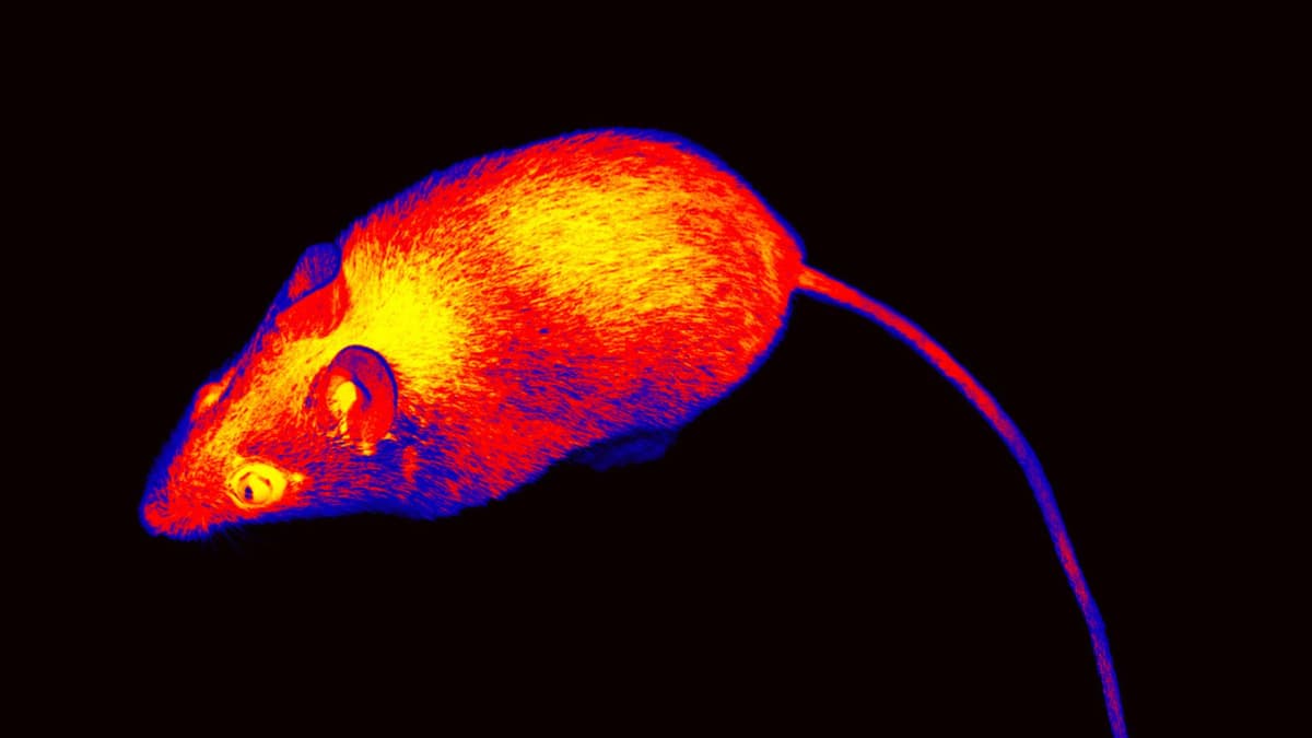 Terobosan Baru: Menumbuhkan Sel Manusia dalam Organ Tikus untuk Transplantasi