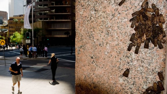 Ngengat Bogong Gunakan Bintang untuk Navigasi Migrasi Jarak Jauh