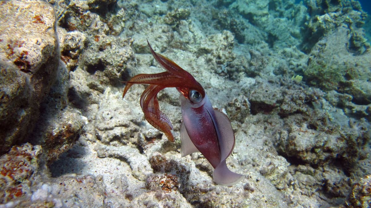 Kulit Sintetis yang Bisa Berubah Warna Otomatis Terinspirasi Cumi dan Gurita
