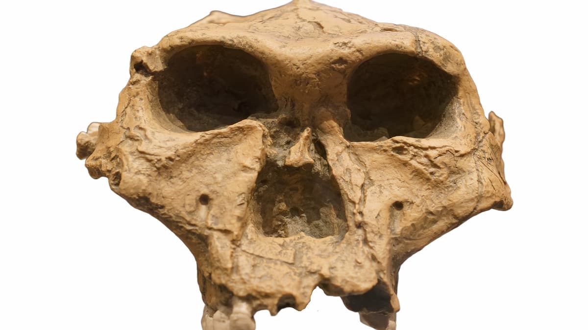 Misteri Tengkorak Dragon Man Terungkap, Teridentifikasi sebagai Denisovan