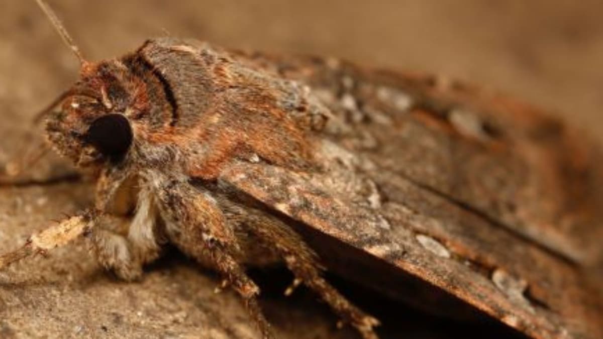 Mengenal Bogong Moth, Serangga Migran yang Gunakan Bintang Sebagai Kompas