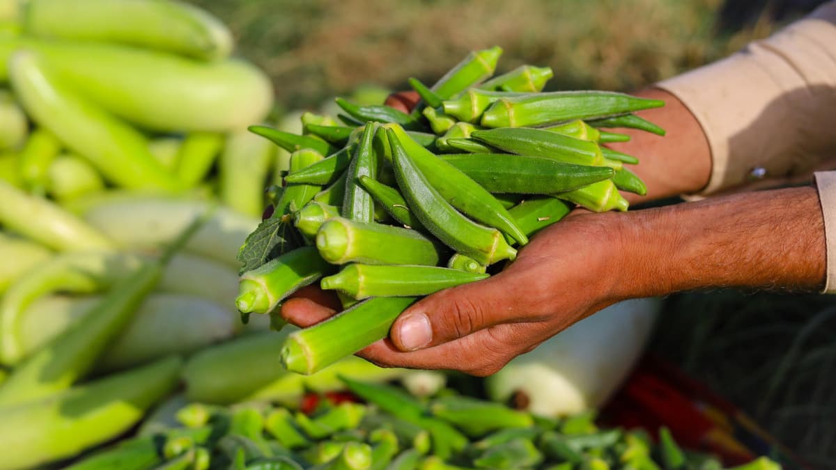 Cara Alami Okra dan Fenugreek Hilangkan Microplastik dari Air dengan Cepat