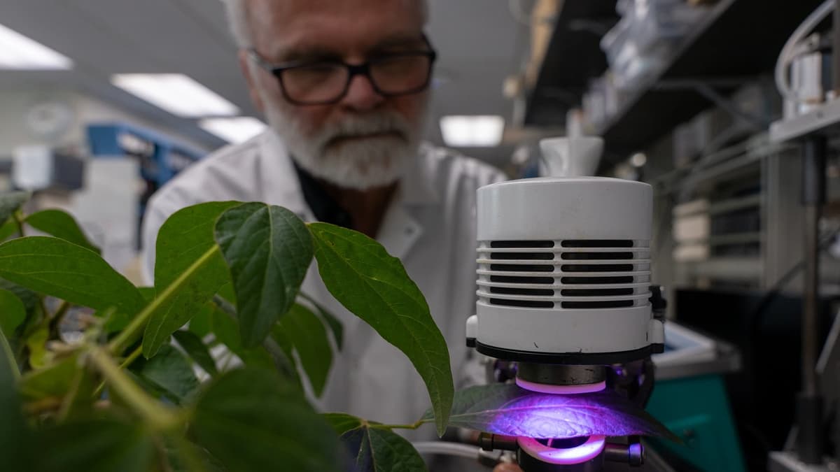 Isoprena: Senjata Rahasia Tanaman Lawan Hama dan Tantangan Polusi Udara