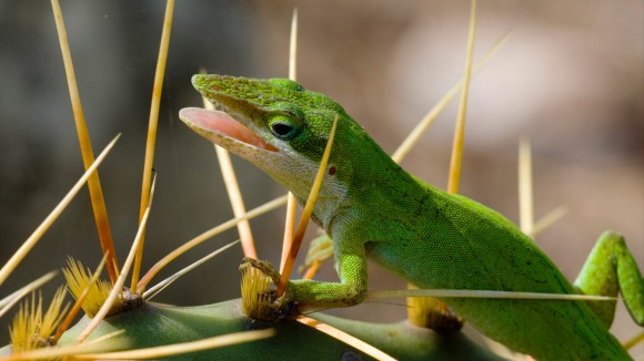 Penelitian Regenerasi Hewan Membuka Jalan Terapi Penyembuhan pada Manusia