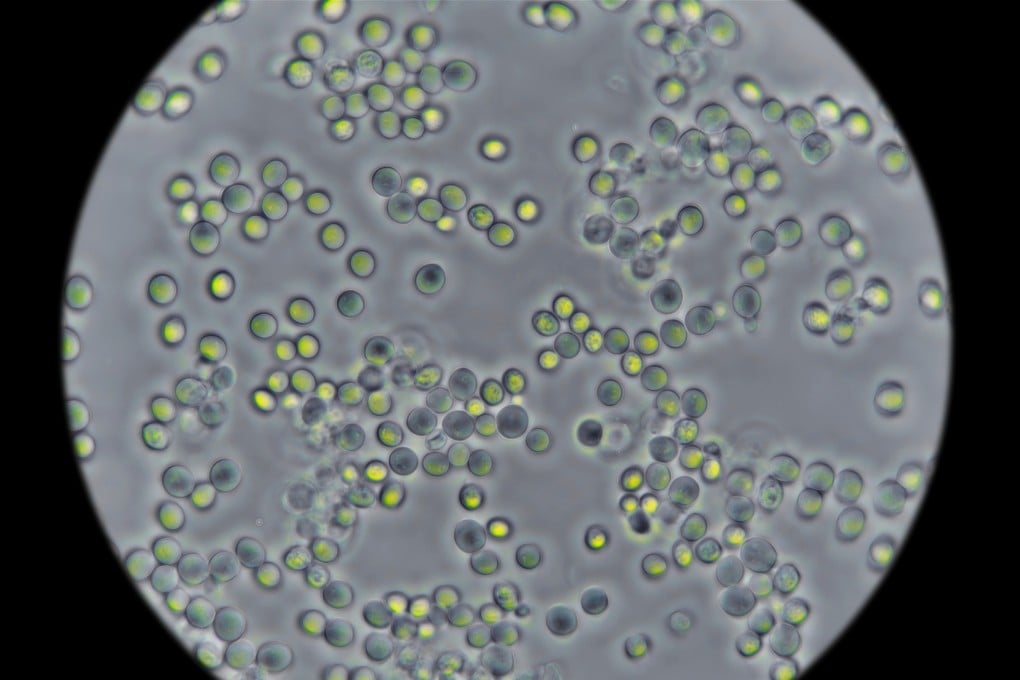 Pemahaman Baru Metabolisme Ragi Terinspirasi dari Filosofi Yin dan Yang