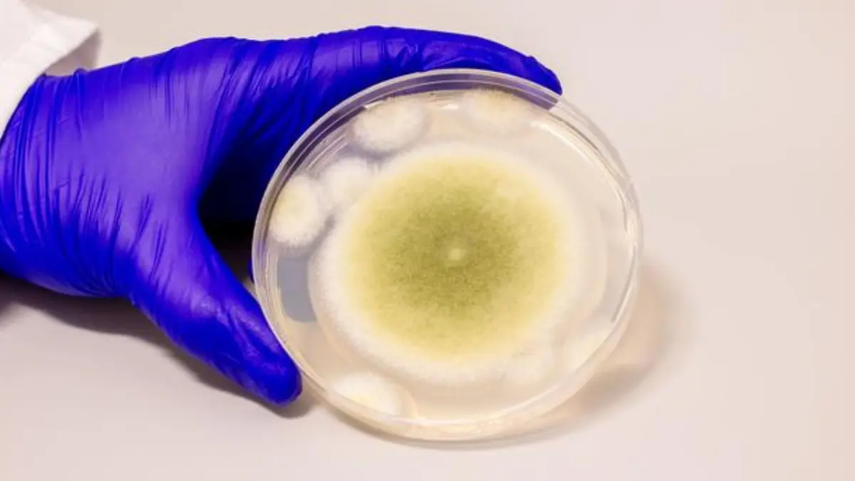 Dari Kutukan Raja Mesir ke Obat Leukemia: Jamur Beracun Jadi Harapan Baru