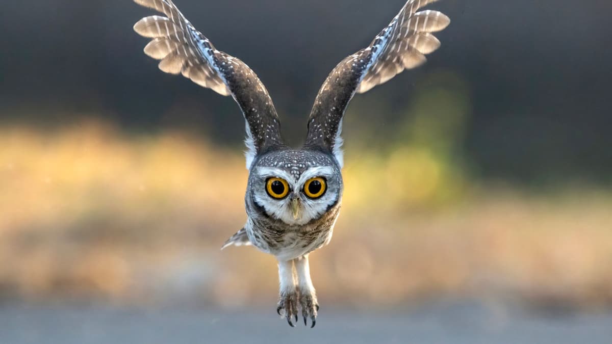 Aerogel Terinspirasi Burung Hantu Redam Kebisingan Mobil dan Pabrik