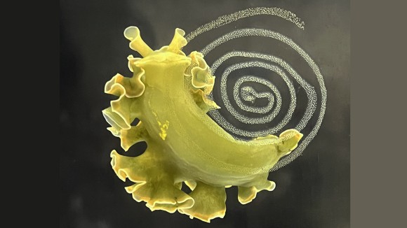 Rahasia Siput Laut 'Mencuri' Kloroplas Agar Tetap Hidup dan Hijau