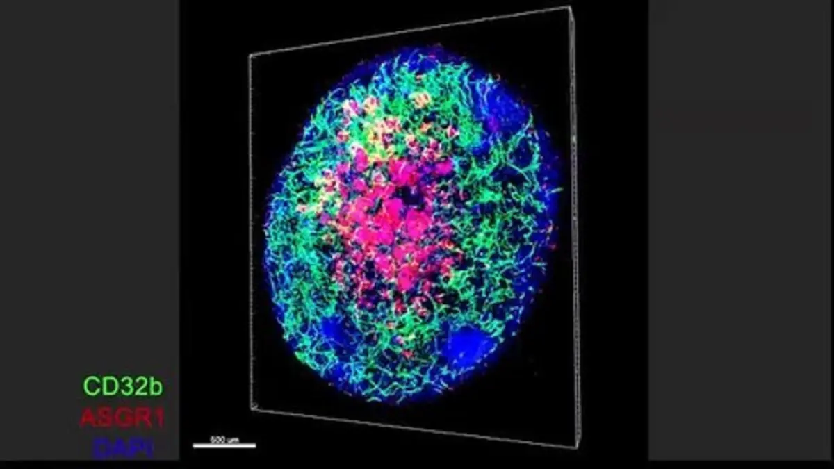 Terobosan Organ Hati Buatan yang Bisa Membentuk Pembuluh Darah Sendiri