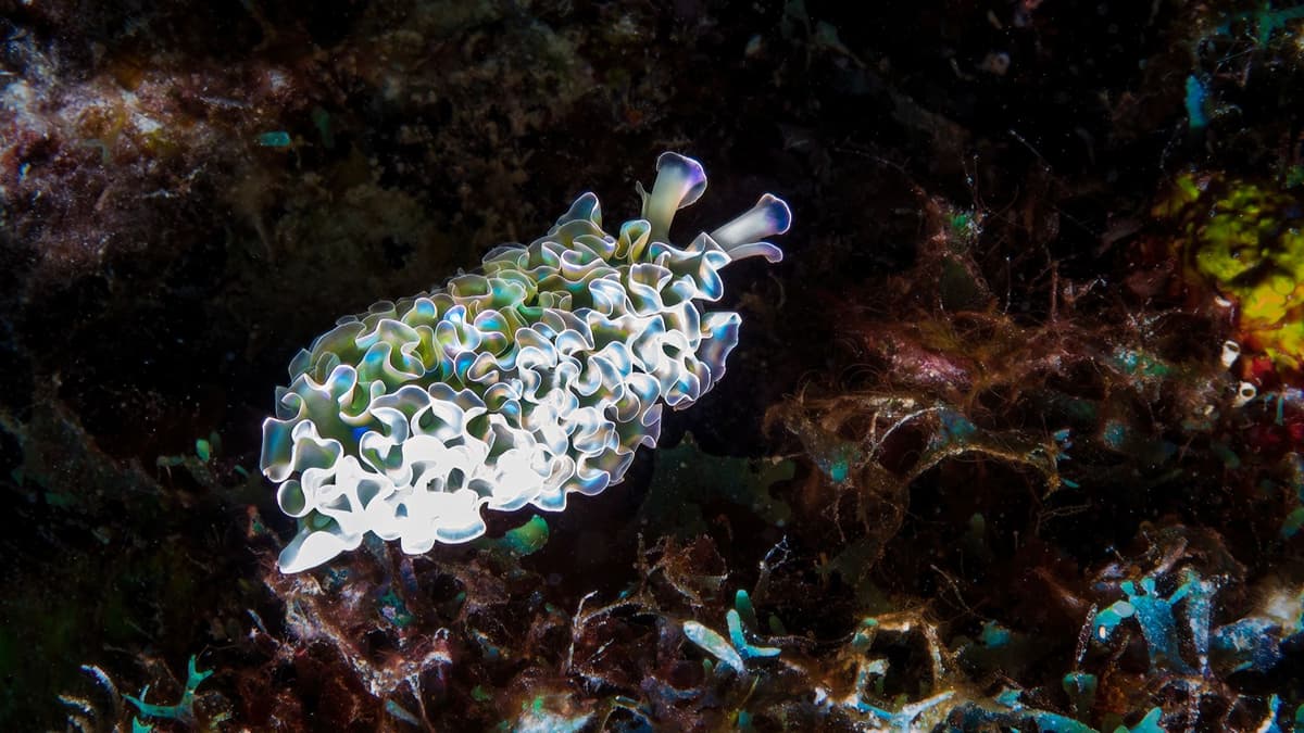 Rahasia Siput Laut yang Mencuri Kloroplas untuk Bertahan Hidup
